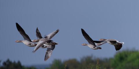 Oie cendrée - Anser anser - Anatidae - Anserinae.
