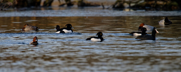  Fuligule morillon - morillon huppé - Aythya fuligula  ©  - Erick M - 