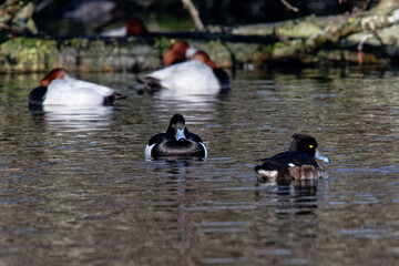  Fuligule morillon - morillon huppé - Aythya fuligula
