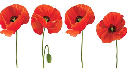 Fototapeta premium Group of three red flowers sitting on white background with green center