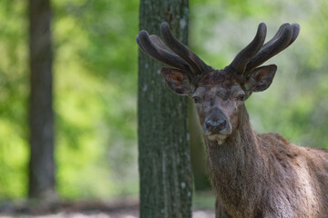 cerf  -  cervus elaphus
