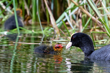 Foulque macroule - Fulica atra
