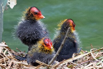 Foulque macroule - Fulica atra
