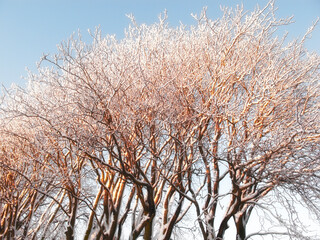Forest, winter and tree with snow outdoor for growth, sustainability and peace, quiet and harmony in nature. Environment, ice and or bare oak in park with natural frozen beauty on calm Alaska journey