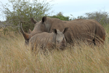 Breitmaulnashorn / Square-lipped rhinoceros / Ceratotherium simum.