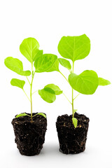 eggplant seedlings, photo without pots with root system