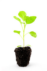eggplant seedlings, photo without pots with root system