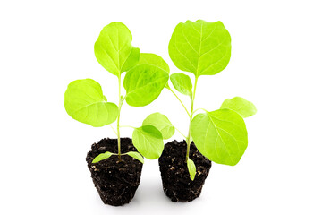 eggplant seedlings, photo without pots with root system