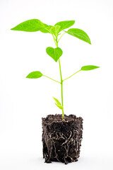 pepper seedlings in the ground with roots close-up