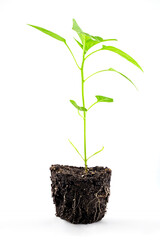 pepper seedlings in the ground with roots close-up