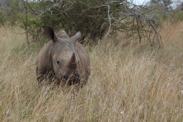 Breitmaulnashorn / Square-lipped rhinoceros / Ceratotherium simum.
