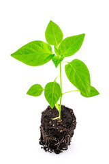 pepper seedlings in the ground with roots close-up