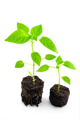 pepper seedlings in the ground with roots close-up