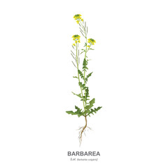 Wild plant Barbarea common (Lat. Barbarea vulgáris) with leaves, flowers, seeds and root isolated on white background. Vector realistic drawing with the name of the plant.