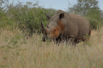 Breitmaulnashorn / Square-lipped rhinoceros / Ceratotherium simum