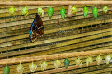 Inline butterfly cocoons attached to a piece of wood. Green and yellow cocoons.