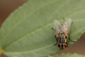fly on leaf