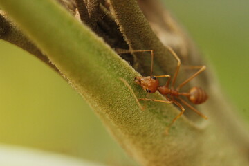 weaver ant on a leaf
