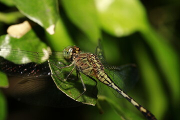 close up of a dragonfly