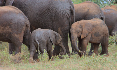 Fototapeta premium Afrikanischer Elefant / African elephant / Loxodonta africana