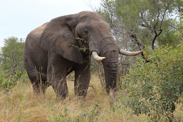 Fototapeta premium Afrikanischer Elefant / African elephant / Loxodonta africana
