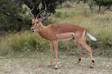 Schwarzfersenantilope / Impala / Aepyceros melampus