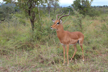 Schwarzfersenantilope / Impala / Aepyceros melampus