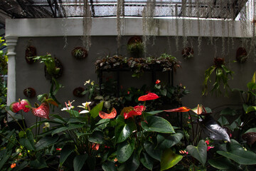 orchides, botanical garden , Kandy 