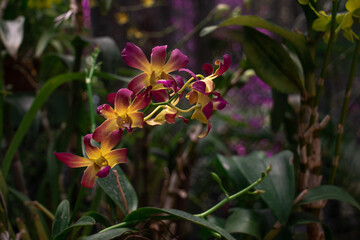 colorful orchid, botanical garden, sri lanka 