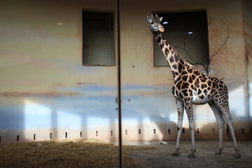 giraffe in the zoo
