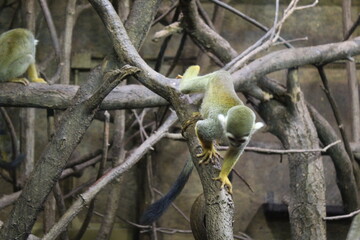 green monkey on the tree
