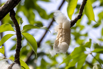 2024 May 15,Hong Kong.The fruit of the cotton tree and the cotton burst from the tree.