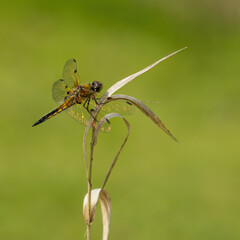 Vierfleck Libelle