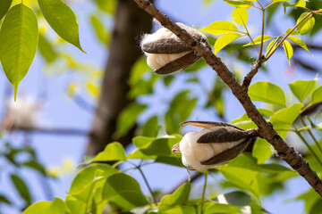 2024 May 15,Hong Kong.The fruit of the cotton tree and the cotton burst from the tree.