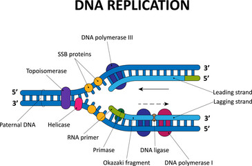 DNA replication process. Scientific diagram.