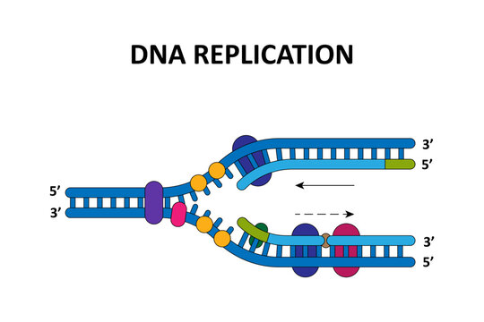 DNA replication process. Scientific diagram.