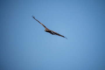 Eagle soaring through a blue sky.