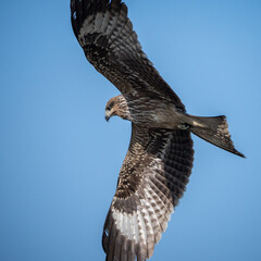 Black kite in flight against a blue sky with wings outstretched.