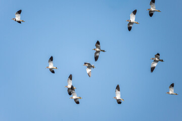 Flock of seven birds soaring in unison.