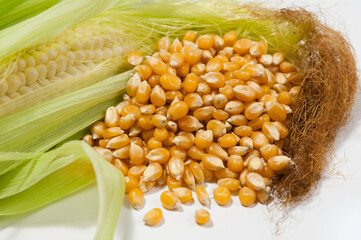 Closeup of an opened fresh corn cob and mature corn grits
