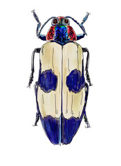 キバネツマルリタマムシ