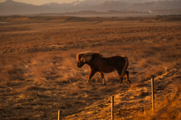 Typical Icelandic horse on country land in southern Iceland