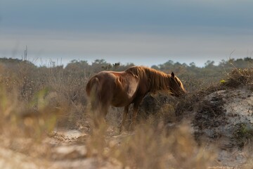 Wild horse eating in the dunes of the Outer Banks of North Carolina