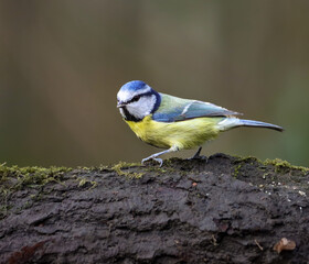Small blue tit perched on mossy branch in forest