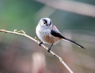 Obraz premium Long-tailed tit perched on a twig