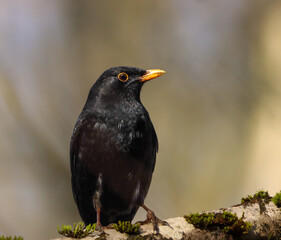 Blackbird with mossy beak perched on branch