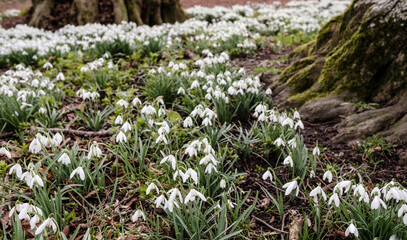 Snowdrops in full bloom line the path, nestled in front of majestic trees