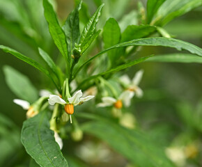 Beautiful close-up of solanum pseudocapsinum