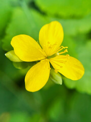 Naklejka premium yellow flower of medicinal plant Celandine close up