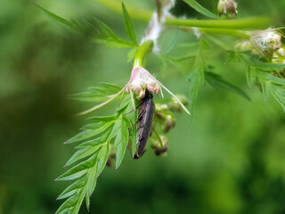 click beetle on leaf